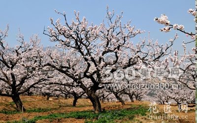 花语故事：杏花的花语及故事