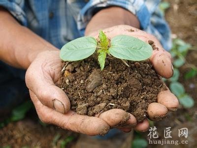 养花的第一要务“养”土