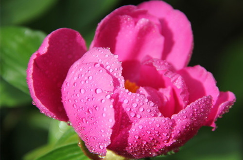 双鱼座女生有什么专属花 芍药花(图)