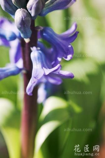 风信子种植方法图片教程