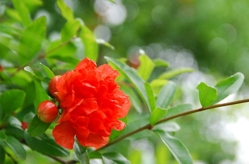 五月的花神是谁石榴花(图)