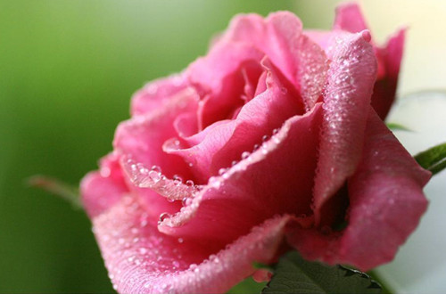 粉玫瑰的花语是什么(图)