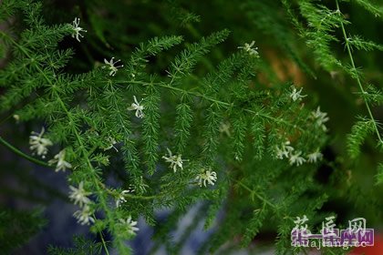 文竹的花语象征永恒