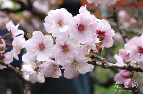 西洋樱花花语