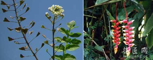 植物中隐藏着神秘数字吗