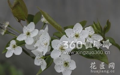 花语大全：梨花的花语及象征意义