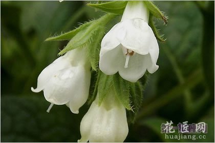 5月13日花语：康复力花，生日花语寂静