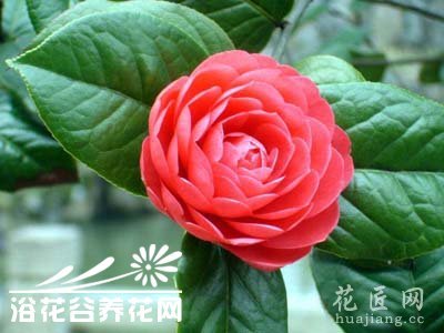 山茶花的养殖方法