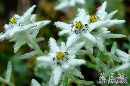 薄雪草花语及象征代表意义