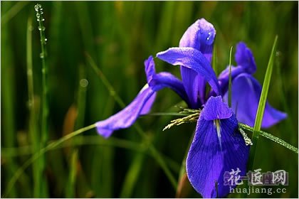 5月12日花语：鸢尾花，生日花语优美