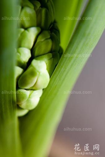 风信子种植方法图片教程