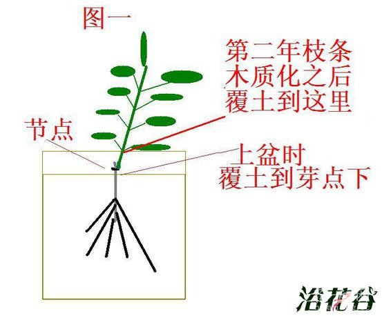 铁线莲笋芽与叶芽的区别与养护