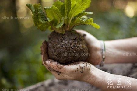 DIY属于你的空中花园_闲暇时光 - 花卉网 花卉网 首页 花卉 护花山庄 图库 日记 发布 登录 注册 全部主题站 全