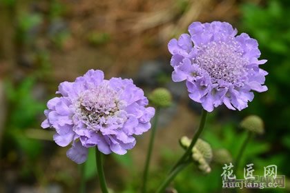 松虫草花语是什么？