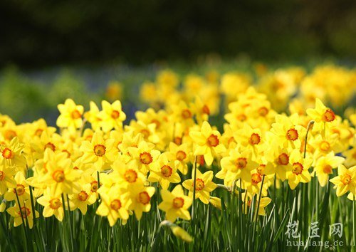 黄水仙花花语