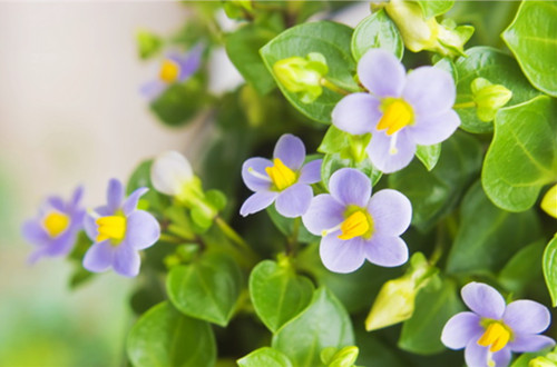 紫芳草的花语是什么(图)