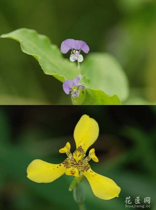 植物中隐藏着神秘数字吗