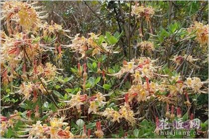 5月27日花语：黄石南，生日花语庆祝