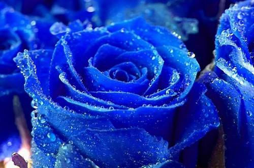 蓝玫瑰的花语是什么(图)