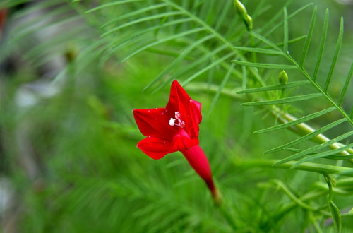 茑萝的花语是什么(图)