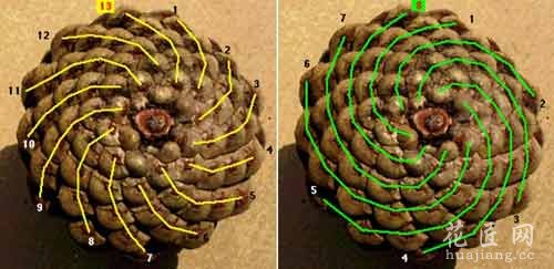 植物中隐藏着神秘数字吗