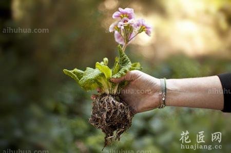 DIY属于你的空中花园_闲暇时光 - 花卉网 花卉网 首页 花卉 护花山庄 图库 日记 发布 登录 注册 全部主题站 全