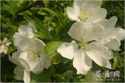 5月5日花语：山楂果，生日花语美食