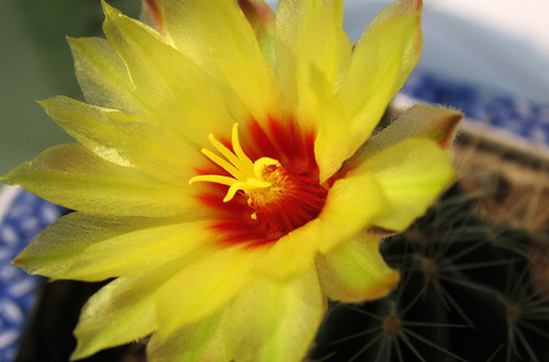 秋冬季节家里适合养什么植物(图)