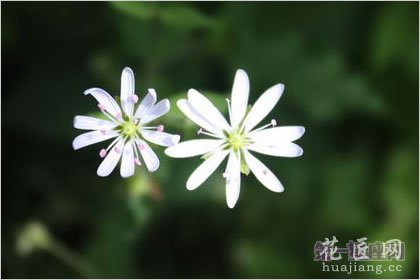 4月15日花语：繁缕花，生日花语雄辩