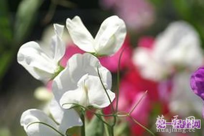 7月17日花语：香碗豆，生日花语刺激