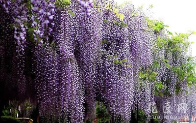 各种花的花语：紫藤花的花语是什么？