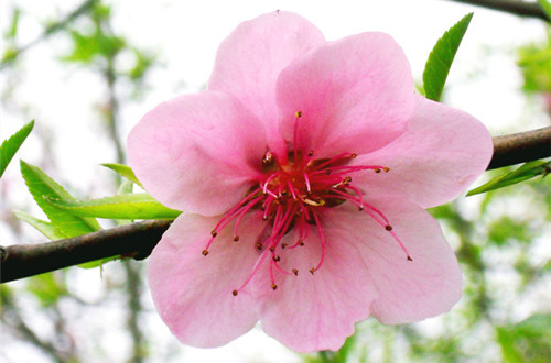 三月的花神是谁桃花(图)