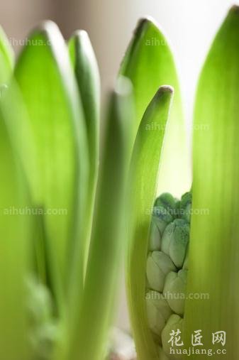 风信子种植方法图片教程