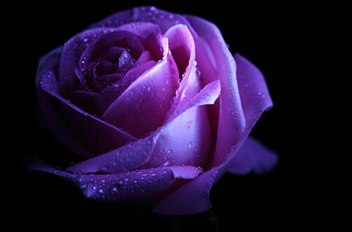 紫色玫瑰的花语是什么 紫玫瑰有什么寓意(图)