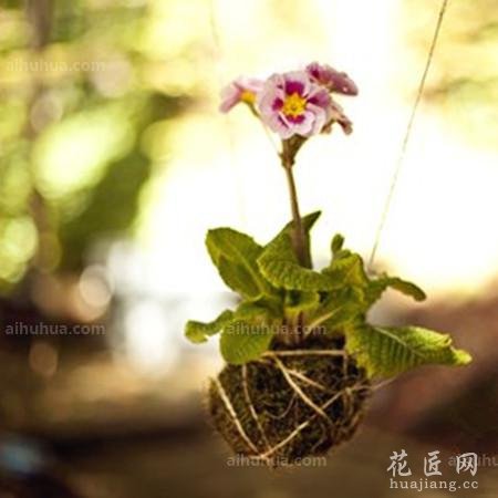 DIY属于你的空中花园_闲暇时光 - 花卉网 花卉网 首页 花卉 护花山庄 图库 日记 发布 登录 注册 全部主题站 全