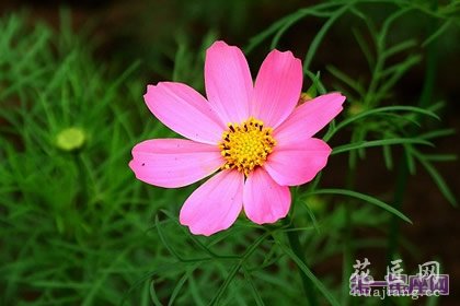 花语大全：什么花的花语是坚强？