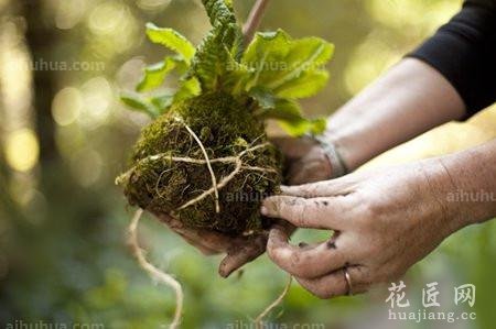 DIY属于你的空中花园_闲暇时光 - 花卉网 花卉网 首页 花卉 护花山庄 图库 日记 发布 登录 注册 全部主题站 全