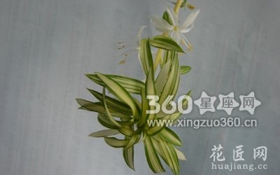 银心吊兰花语，银心吊兰花语是什么？