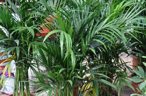 家养大植物 室内最好养的大型绿植有哪些(图)