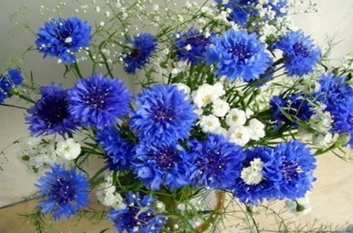 蓝色矢车菊的花语是什么(图)