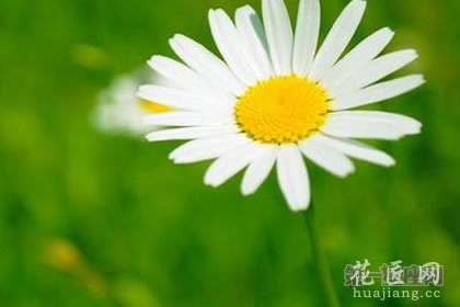 【暗恋花语】什么花代表暗恋？