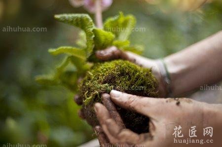 DIY属于你的空中花园_闲暇时光 - 花卉网 花卉网 首页 花卉 护花山庄 图库 日记 发布 登录 注册 全部主题站 全