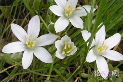 5月16日花语：大山慈菇，生日花语敏锐