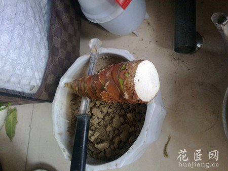 滴水观音烂根应该怎么办？