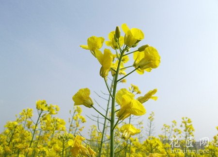 油菜花的栽培技术以及注意事项