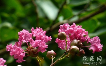 紫薇花的种植需要注意什么？