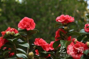 山茶花怎么养