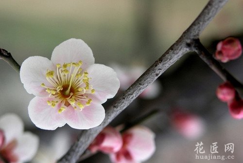 梅花栽培要点详解