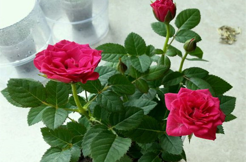 袖珍玫瑰怎么在室内养 迷你玫瑰养殖方法(图)