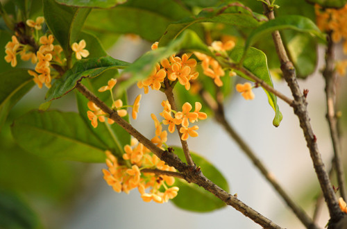 桂花树不开花怎么回事 桂花树不开花怎么办(图)